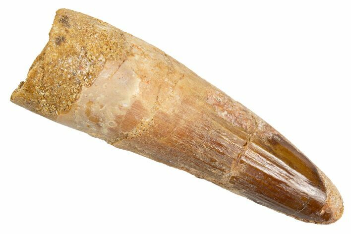 Fossil Spinosaurus Tooth - Real Dinosaur Tooth #305787